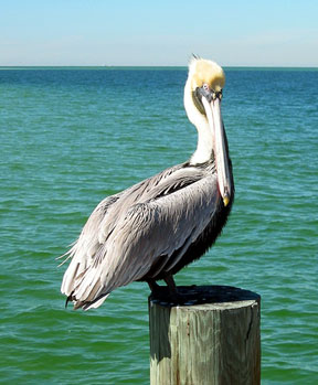 Pelican near pier